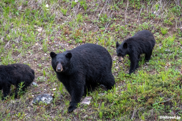 母グマなのかな