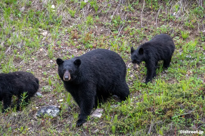 母グマなのかな
