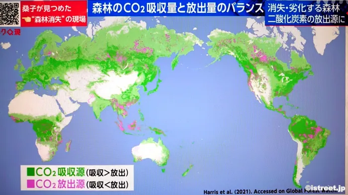 このまま森林破壊が進んでいくとどうなると思いますか？