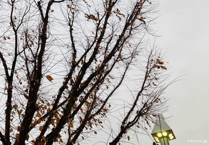 12月も残り少なくなってようやく冬の訪れが