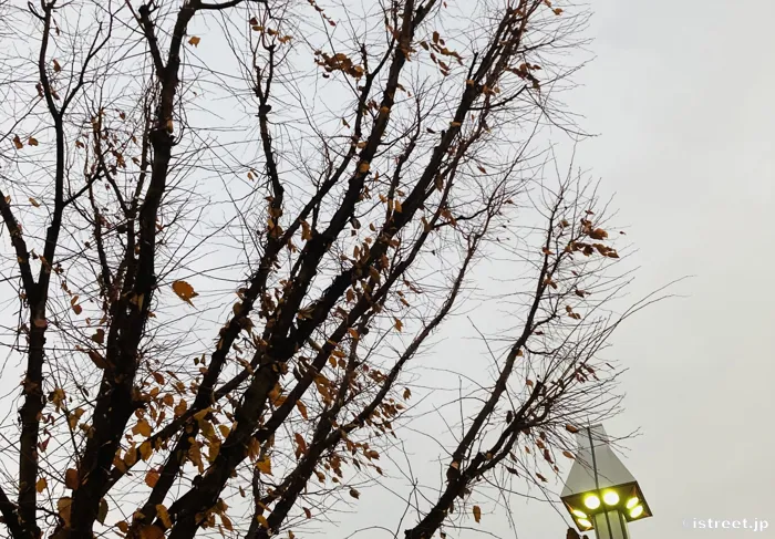 12月も残り少なくなってようやく冬の訪れが