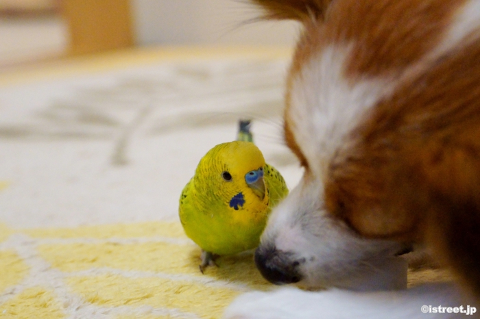 かわいらしさは人間以外にも伝わるみたいですね