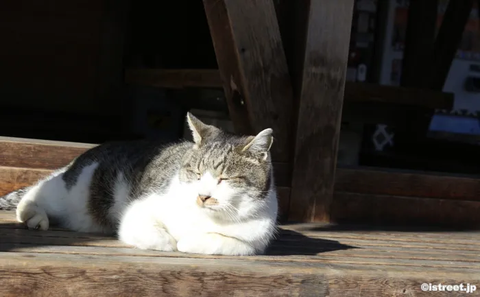 冬なのに猫も表で日向ぼっこ