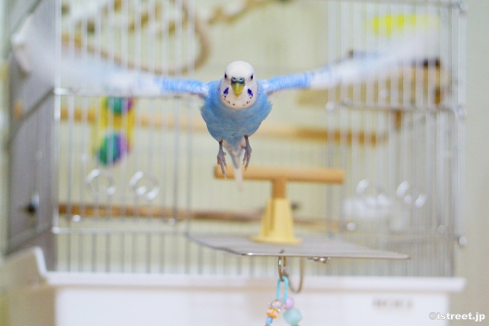 インコって飛ぶ時羽根がこんなに伸びるんですね