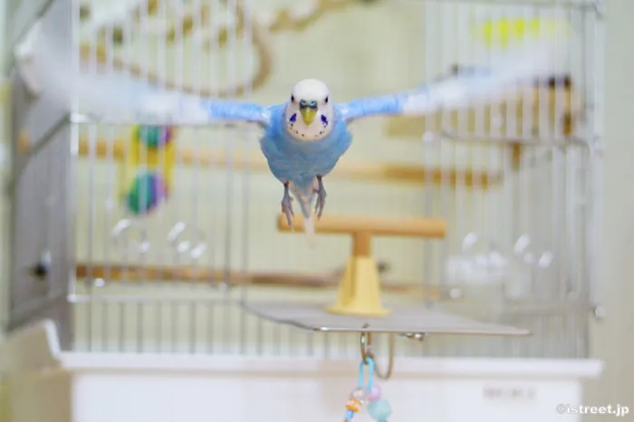 インコって飛ぶ時羽根がこんなに伸びるんですね