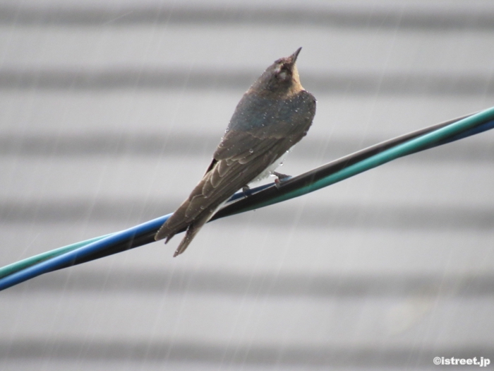 こんなに雨が多いと鳥たちも困りますよね