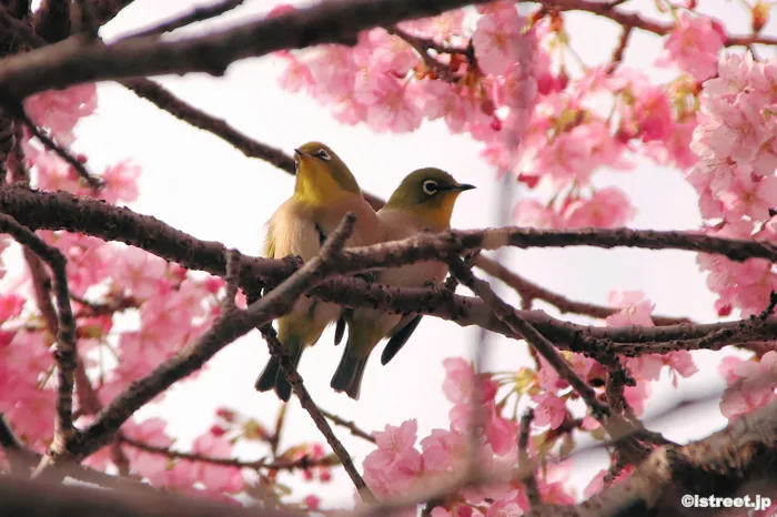 今年の河津桜も早咲きですね