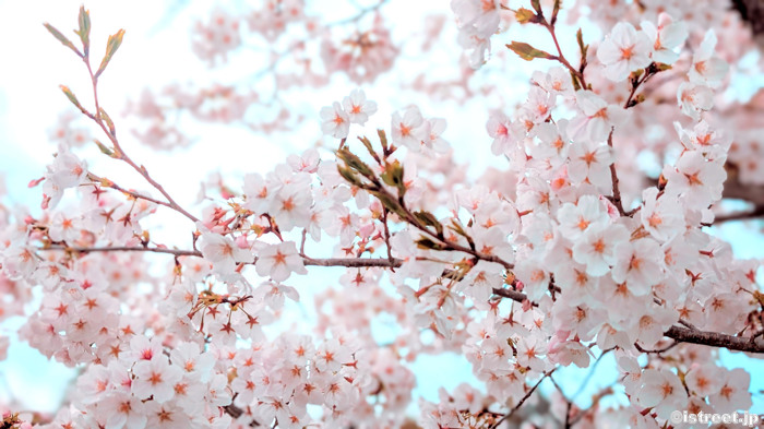 春は桜の季節だけど今の日本はサクラの季節！？