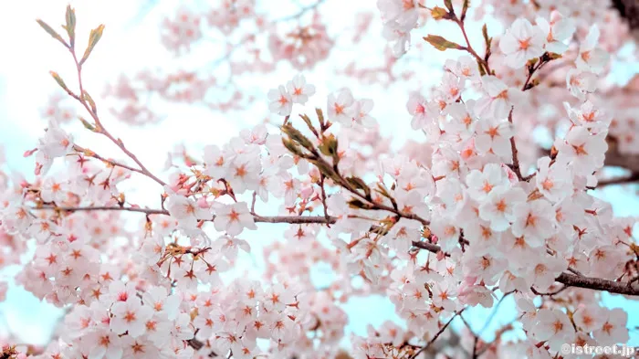 春は桜の季節だけど今の日本はサクラの季節！？
