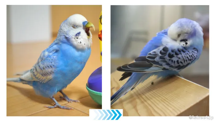 これぞインコのガチ疲れ！？