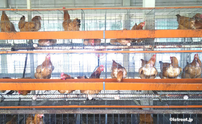 猛暑の中養鶏場はかなり悲惨な状態に