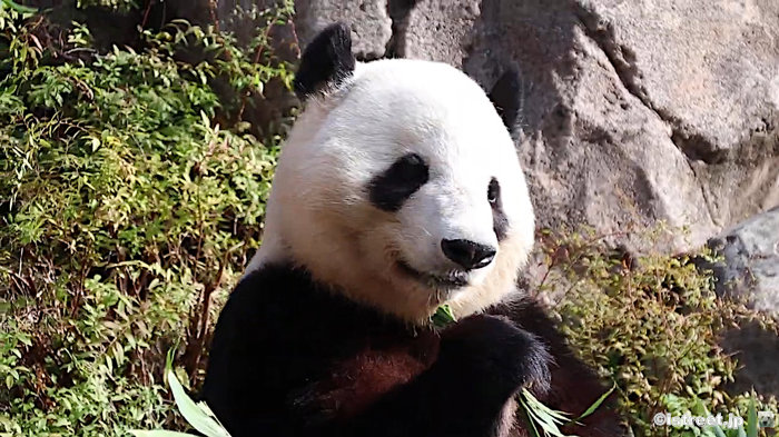 もうすぐお別れのシャオシャオ