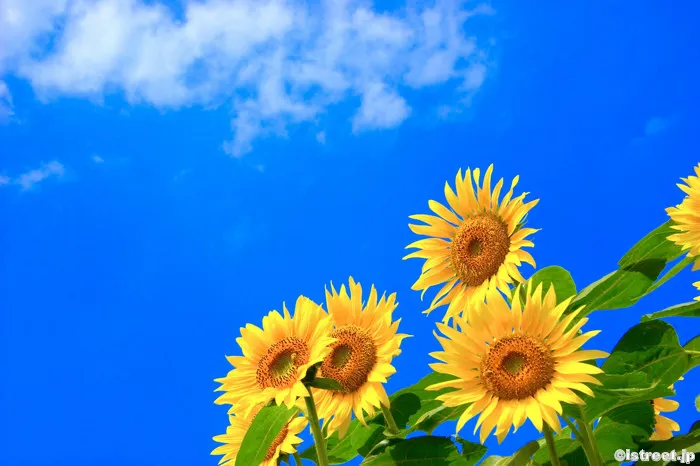 青空の太陽に向かって花開くひまわり