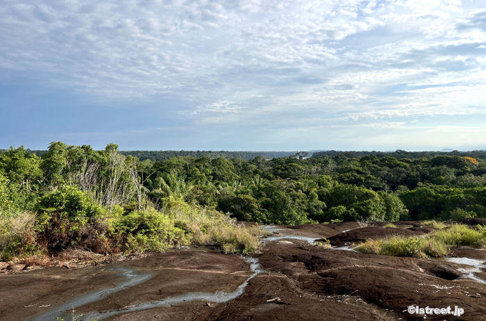 コロンビアのアマゾン(アマゾナス)川上流域