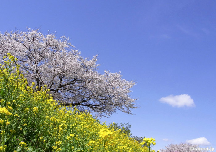 春の桜と菜の花と青空