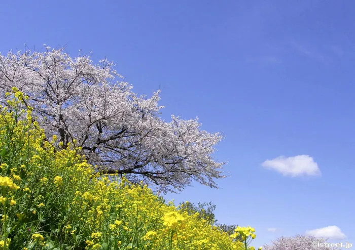 春の桜と菜の花と青空