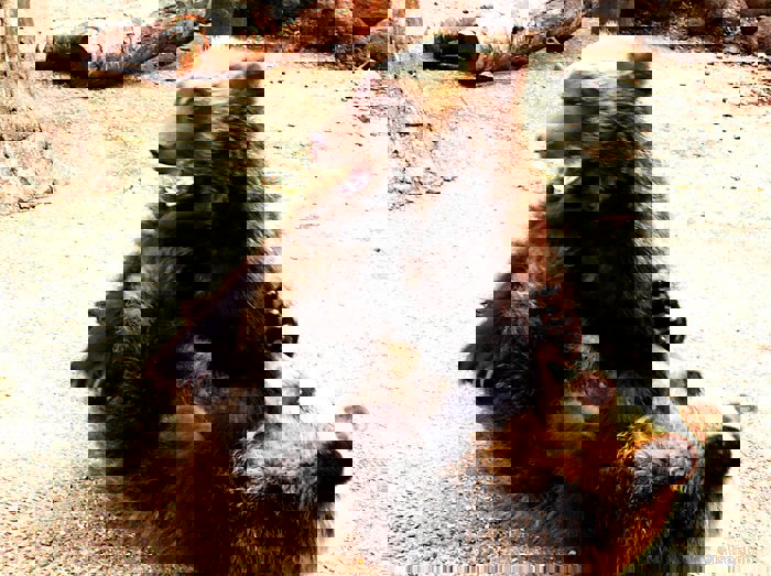 熊同士のじゃれ合いってこれで普通なんです