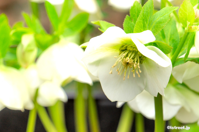 クリスマスローズは普通に下を向いて咲く