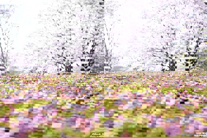 満開の春を過ぎて散り始めた桜