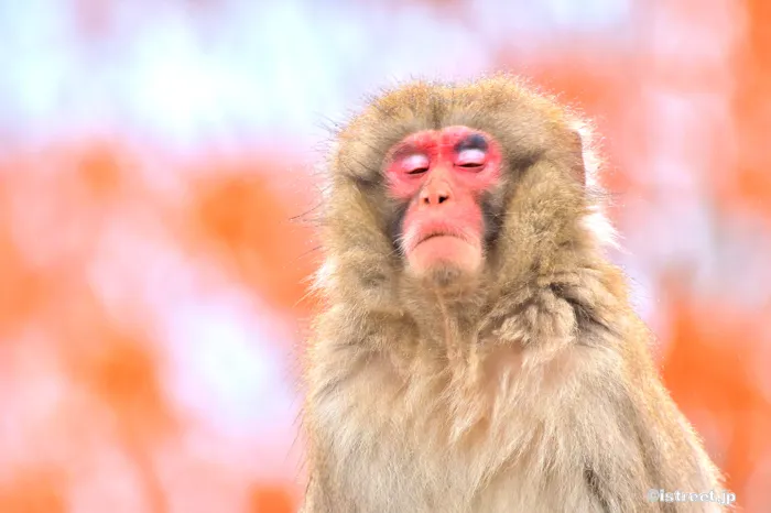 この動物のドヤ顔(もどき)ってなかなかないですね