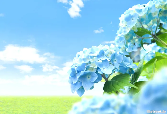 青い紫陽花と晴れた空のコラボ