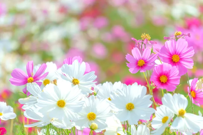 秋の花コスモス