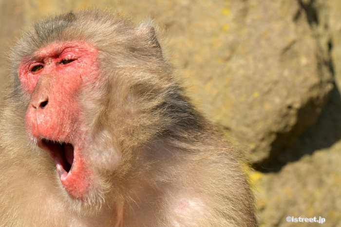 再び雄叫びを上げるトランプ大統領のイメージ